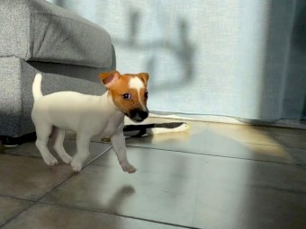 Potty Trained Jack Russell Puppy