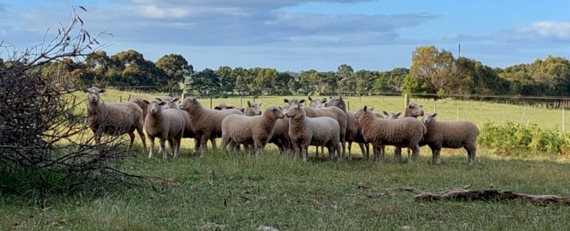 18 prime composite lambs 