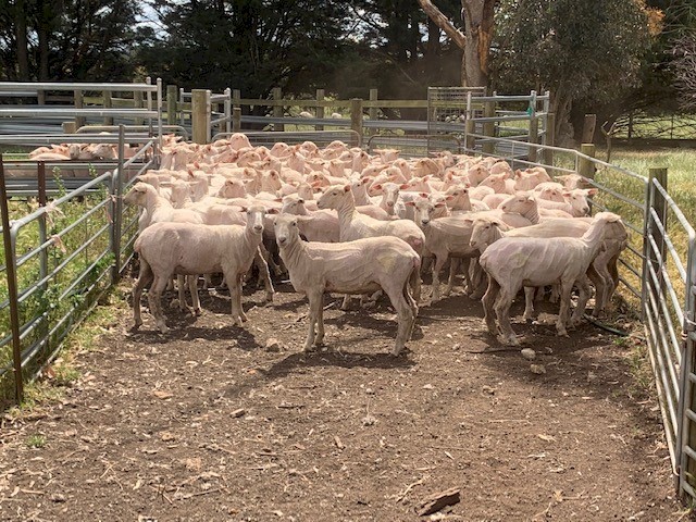 150  1yr old 1st X ewes