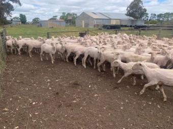 150  1yr old 1st X ewes