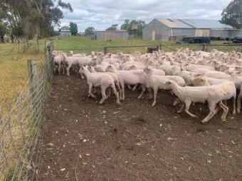 150  1yr old 1st X ewes