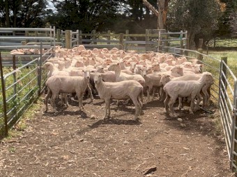 150  1yr old 1st X ewes