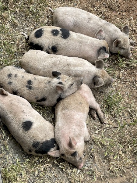Miniature Piglets 
