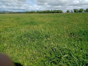 200 new season bales clover35%Rye,Oaten, Phalaris 65%. 1% weeds superphosphated. .