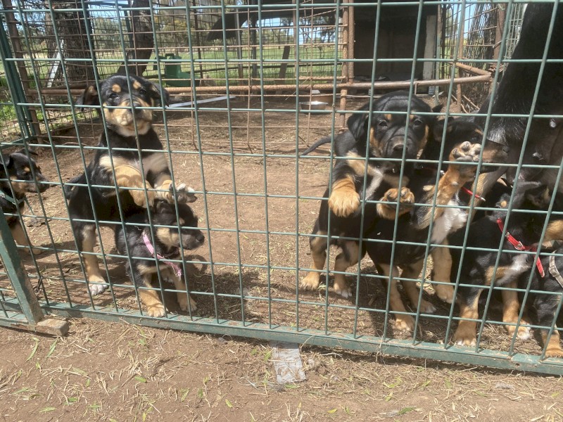 9 Kelpie Pups (Purebred)