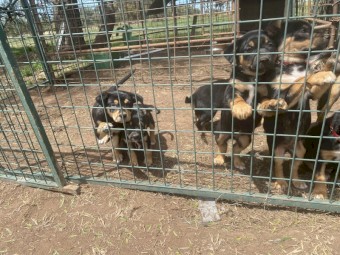 9 Kelpie Pups (Purebred)