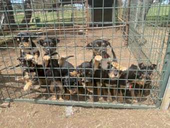 9 Kelpie Pups (Purebred)