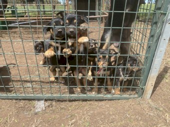 9 Kelpie Pups (Purebred)