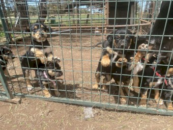 9 Kelpie Pups (Purebred)