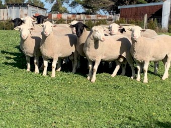 White Suffolk Rams