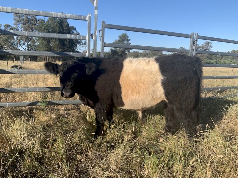 Commercial Belted Galloway Bull