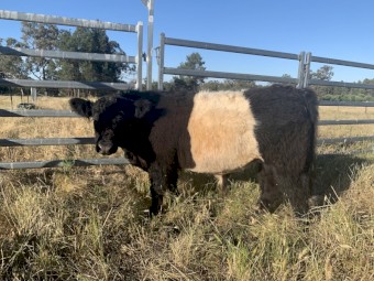 Commercial Belted Galloway Bull