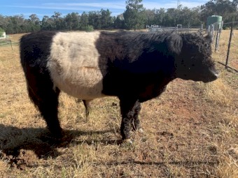 Commercial Belted Galloway Bull