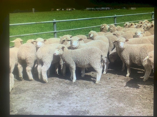 295 Composite / Merino Ewe Lambs