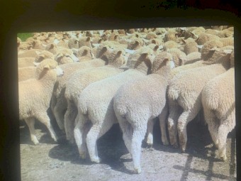 295 Composite / Merino Ewe Lambs
