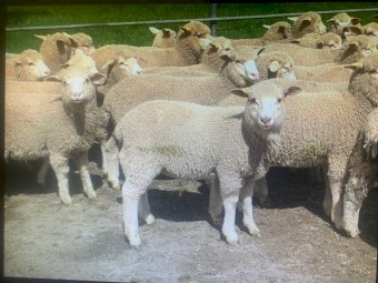 295 Composite / Merino Ewe Lambs