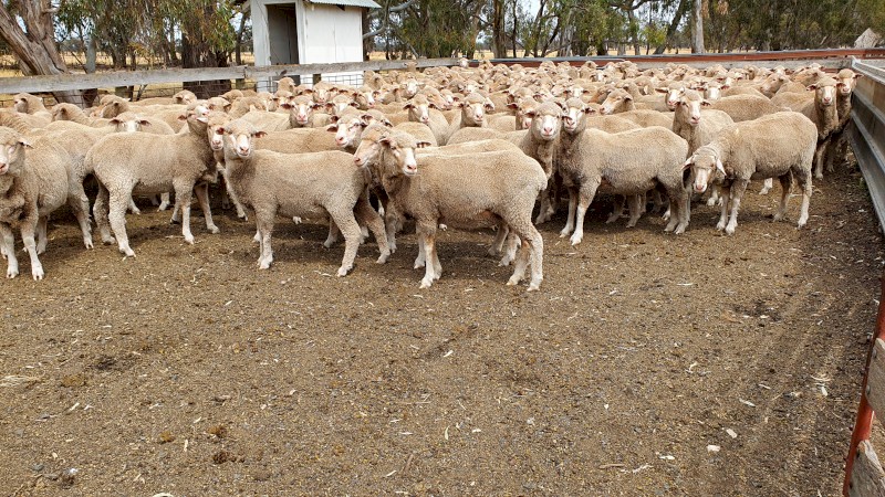 460 DOHNE/ MERINO X EWES NSM