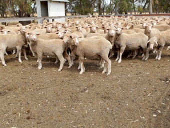 460 DOHNE/ MERINO X EWES NSM
