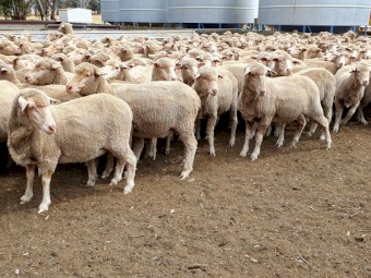 460 DOHNE/ MERINO X EWES NSM