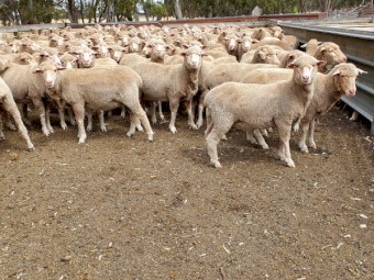 460 DOHNE/ MERINO X EWES NSM