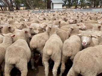 460 DOHNE/ MERINO X EWES NSM