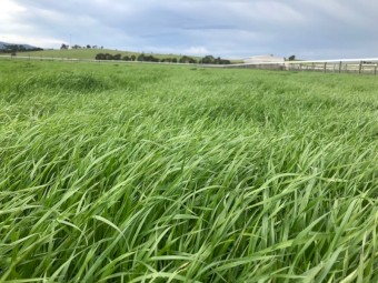 2021 Ryegrass Silage Rolls