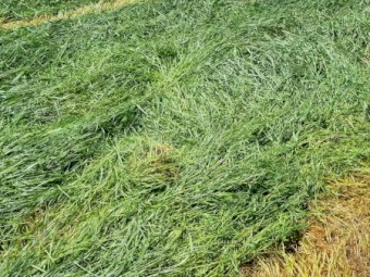 Lucerne Rye Grass 4x4 Haylage