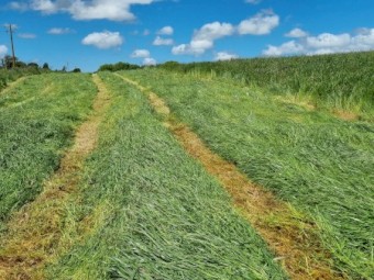 Lucerne Rye Grass 4x4 Haylage
