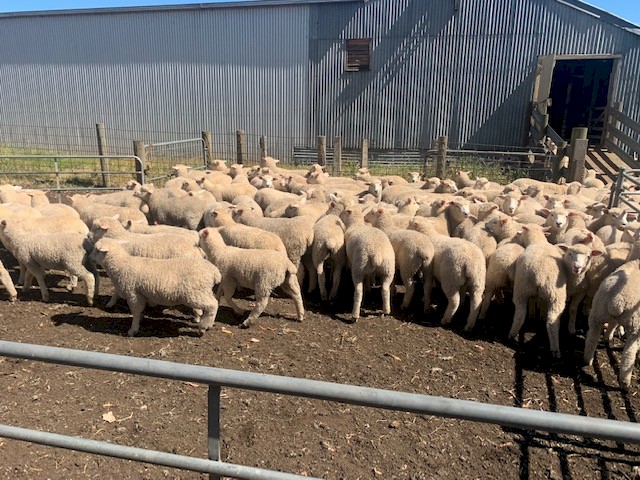 275 Composite wether lambs