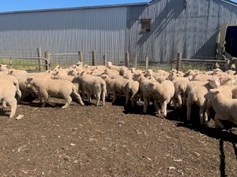 275 Composite wether lambs