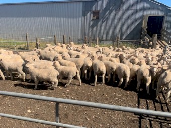 275 Composite wether lambs