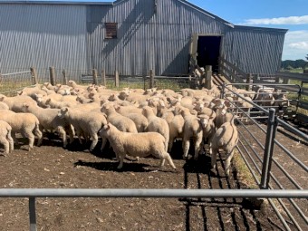 275 Composite wether lambs