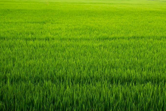 WANTED Cattle or Sheep Grazing Land to Lease 1 hour from Ballarat VIC