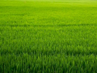 WANTED Cattle or Sheep Grazing Land to Lease 1 hour from Ballarat VIC