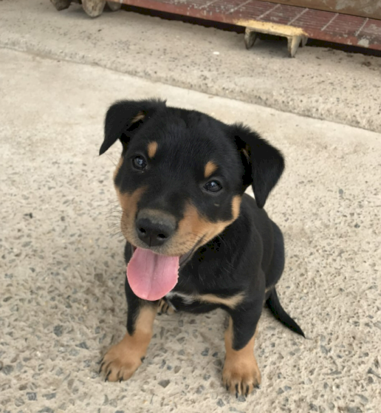 Kelpie Pup - Purebred 