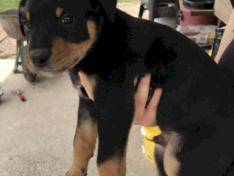 Kelpie Pup - Purebred 