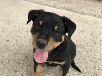 Kelpie Pup - Purebred 