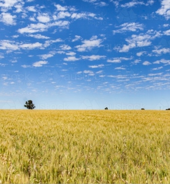 WANTED  Land to lease or sharefarm.