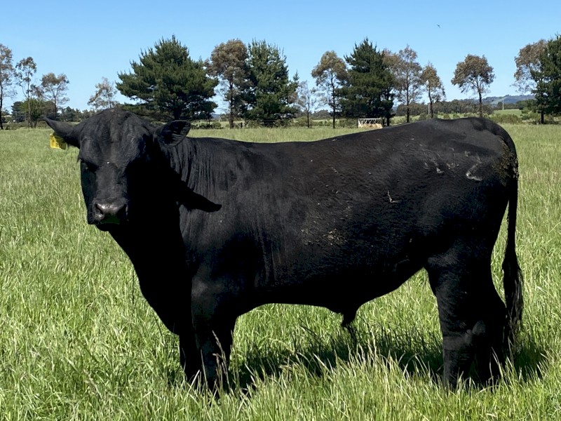 Registered Black Angus Stud Bull