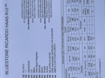 Registered Black Angus Stud Bull