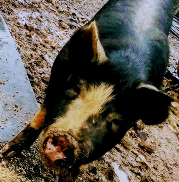 9 months old Berkshire sows only. Mothers are registered pure breed breeding sows 