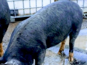 9 months old Berkshire sows only. Mothers are registered pure breed breeding sows 