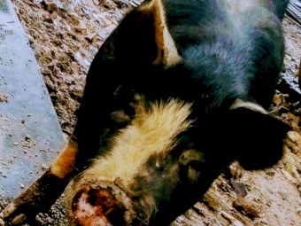 9 months old Berkshire sows only. Mothers are registered pure breed breeding sows 