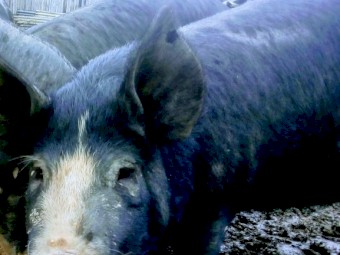 9 months old Berkshire sows only. Mothers are registered pure breed breeding sows 