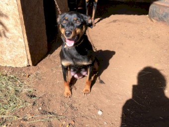 Kelpie pups eight weeks old