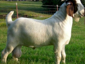100% Full Blood Boer Goats for Sale