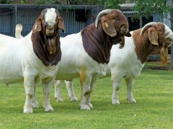 Boer Goat X, Pure Bred and Full Blood (registered)