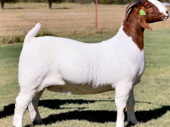 Boer Goats-Live Sheep, Goats and Cattle ( Steer, Cows & Calf)