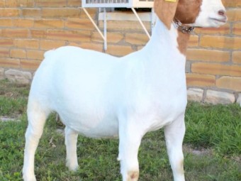 Live goat weighing scale boer goats