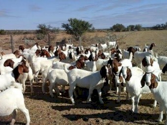 Boer meat goats for sale